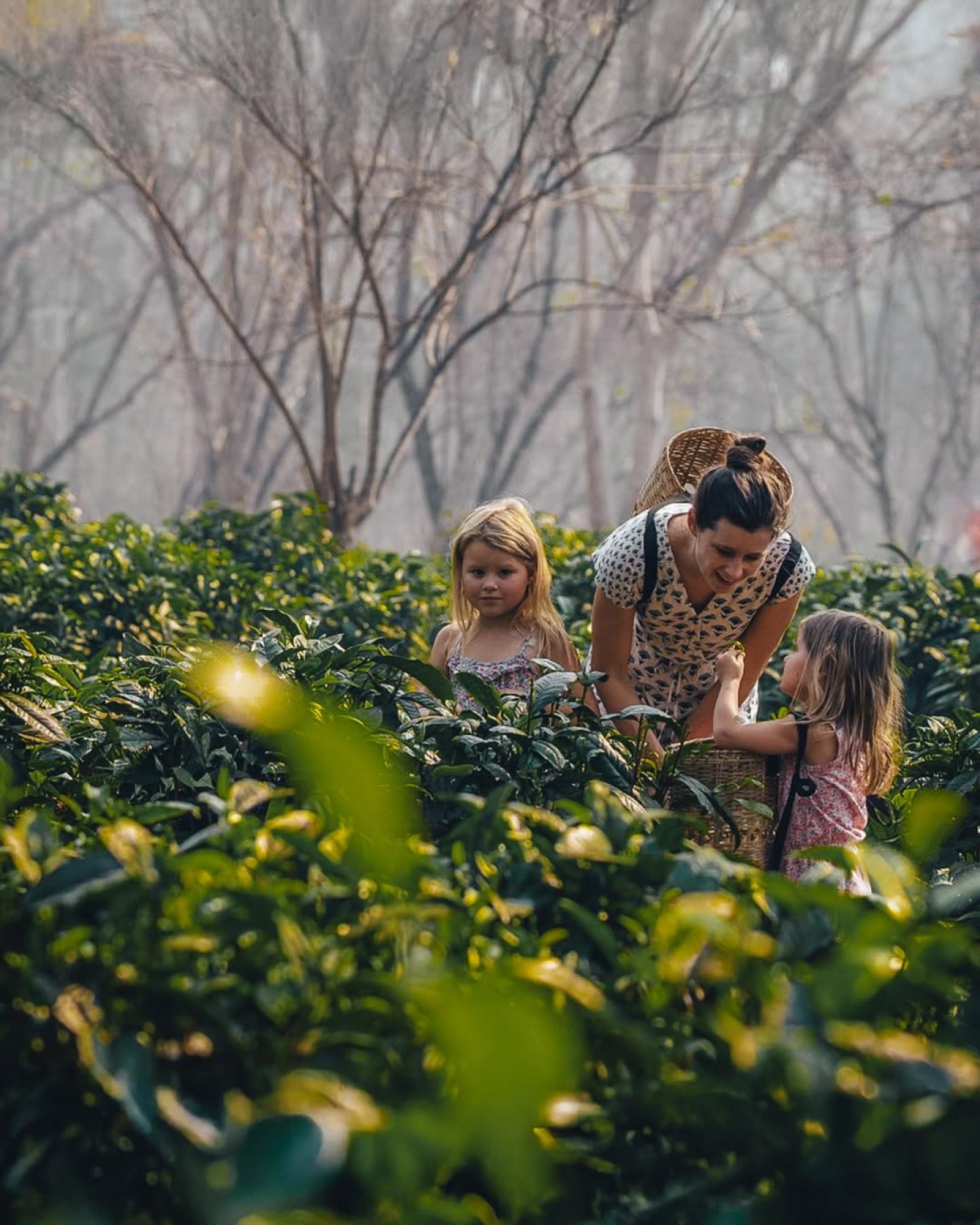 Araksa Tea Garden - Day Tours